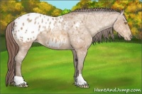 Horse Color:Amber Champagne Ice Varnish 