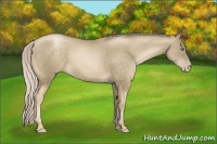 Horse Color:Chocolate Palomino Pearl Rabicano 