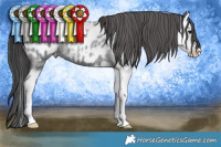 Horse Color:Blue Roan Splash Near Leopard 