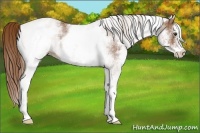 Horse Color:White Spotted Chestnut 
