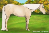 Horse Color:Silver Sable Champagne Pearl 