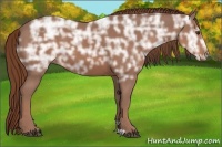 Horse Color:Chestnut Ice 