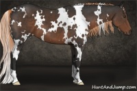 Horse Color:White Spotted Liver Chestnut 