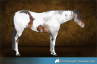 Horse Color:Liver Chestnut Sabino Splash Appaloosa  and Liver Chestnut Sabino Tobiano 