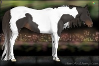 Horse Color:Liver Chestnut Tobiano 