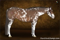 Horse Color:Liver Chestnut Sabino 