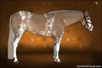 Horse Color:White Spotted Chocolate Palomino 