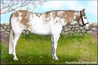 Horse Color:White Spotted Palomino 
