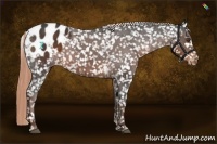 Horse Color:Liver Chestnut Appaloosa 