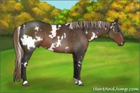 Horse Color:White Spotted Liver Chestnut 