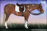 Horse Color:White Spotted Liver Chestnut Tobiano