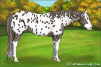 Horse Color:Liver Chestnut Splash Appaloosa 