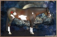 Horse Color:Liver Chestnut Frame 
