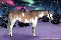 Horse Color:Bay Splash Rabicano 