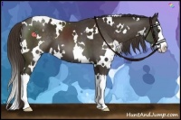 Horse Color:White Spotted Liver Chestnut Splash 