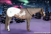 Horse Color:Liver Chestnut Appaloosa 