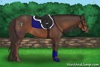 Horse Color:Liver Chestnut 