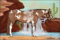 Horse Color:White Spotted Chestnut 