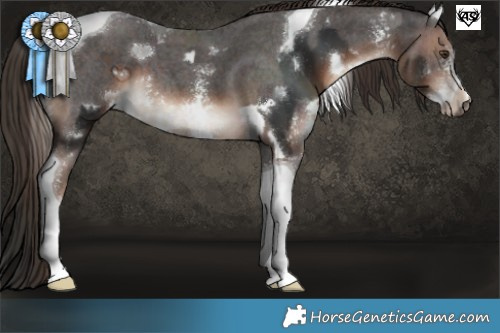 Horse Color:White Spotted Liver Chestnut Tobiano  and Liver Chestnut Sabino Tobiano 