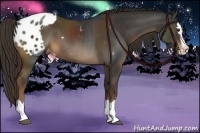 Horse Color:Liver Chestnut Sabino Splash Varnish  and Liver Chestnut Sabino Splash Blanket 