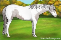 Horse Color:Brown Sabino Tobiano Varnish 