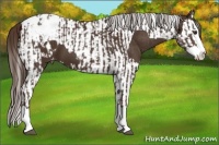 Horse Color:Liver Chestnut Sabino Splash Appaloosa  and Liver Chestnut Sabino Splash Tobiano Appaloosa 