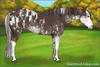 Horse Color:Liver Chestnut Sabino Splash Appaloosa  and Liver Chestnut Sabino Splash Appaloosa