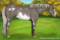 Horse Color:Silver Black Splash Frame Rabicano
