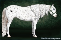 Horse Color:Liver Chestnut Sabino Splash Near Leopard  and Liver Chestnut Sabino Splash Blanket 
