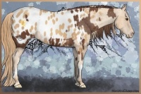 Horse Color:Chestnut Appaloosa and Gold Champagne Appaloosa