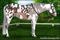 Horse Color:Bay Sabino Splash Appaloosa  and Bay Sabino Splash Appaloosa