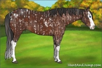 Horse Color:Bay Sabino Splash Appaloosa and Bay Sabino Splash