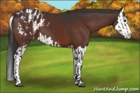 Horse Color:Bay Sabino Splash Appaloosa  and Bay Sabino Splash Appaloosa 