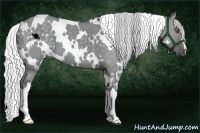 Horse Color:White Spotted Silver Grullo Chinchilla 