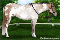 Horse Color:White Spotted Bay Pearl