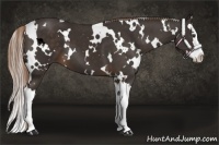 Horse Color:White Spotted Liver Chestnut Splash 