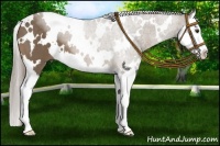 Horse Color:White Spotted Chocolate Palomino Splash 