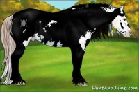 Horse Color:Red Dun Roan Tobiano Frame Appaloosa 