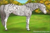 Horse Color:Liver Chestnut Sabino Splash Appaloosa and Liver Chestnut Sabino Splash Appaloosa