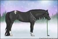 Horse Color:Black Appaloosa