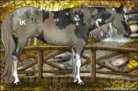 Horse Color:White Spotted Liver Chestnut Ice Tobiano and Chocolate Palomino Ice Sabino Tobiano Rabicano