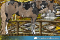 Horse Color:White Spotted Liver Chestnut Ice Mushroom Tobiano and Chocolate Palomino Ice Mushroom Sabino Tobiano Rabicano