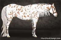 Horse Color:White Spotted Silver Bay Near Leopard