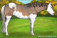 Horse Color:Buckskin Splash Appaloosa