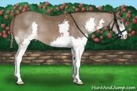 Horse Color:Liver Chestnut Splash 