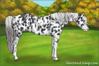 Horse Color:Black Sabino Splash Near Leopard  and Black Sabino Splash Near Leopard 