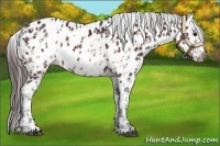 Horse Color:Bay Sabino Splash Appaloosa and Bay Sabino Splash Frame Appaloosa