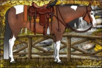 Horse Color:Bay Splash Tobiano