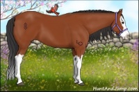 Horse Color:Bay Splash 