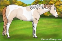 Horse Color:Buckskin Pearl Splash Tobiano 